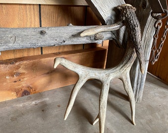 Large Whitetail Deer Shed ~ Antler