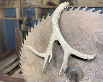 One of a kind Mule Deer Shed ~ Antler