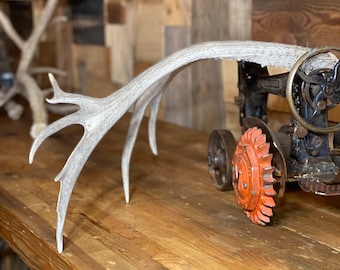 Unique Mule Deer Shed ~ Antler
