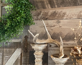 Coues Whitetail Deer Shed ~ Antler ~ Decor