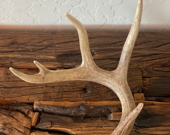 Whitetail Deer Antler ~ Sheds ~ Home Decor