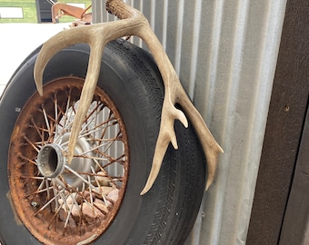 Mule Deer Shed~ Antler
