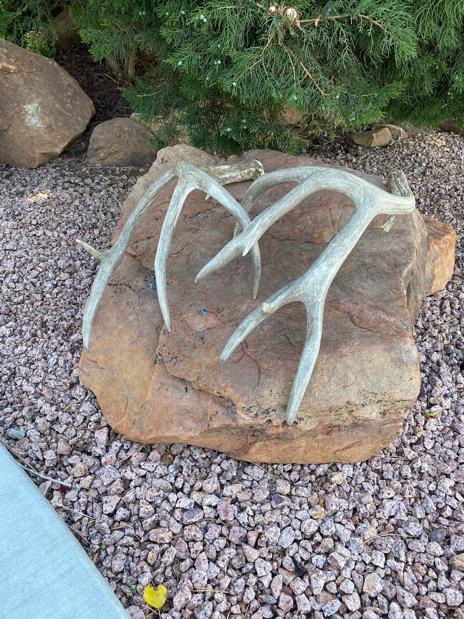 Unique Set of Mule Deer Sheds ~ Antlers - Etsy
