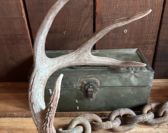 Large Coues Whitetail Antler ~ Shed ~ Decor