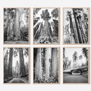 Könnte beinhalten: Ein Set aus sechs Schwarzweißfotos, die hoch aufragende Mammutbäume in einer Waldlandschaft zeigen. Die Fotos fangen verschiedene Perspektiven der Bäume ein, darunter Nahaufnahmen ihrer Rinde und Ansichten von unten, die nach oben zu ihren Ästen schauen.