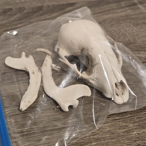 May include: A small, off-white animal skull and two separate jawbone fragments contained within a clear, resealable plastic bag featuring a blue zipper seal. The bone pieces are smooth and light in color, resting together inside the bag.