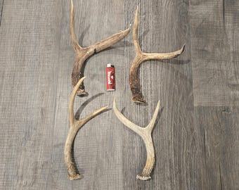 Craft Pack of 4 Whitetail and Mule Deer Antlers