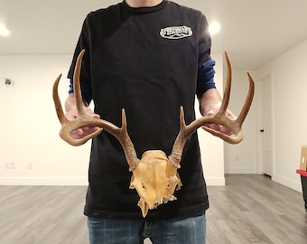 VARNISHED Real 4 Point Whitetail Deer Partial Skull