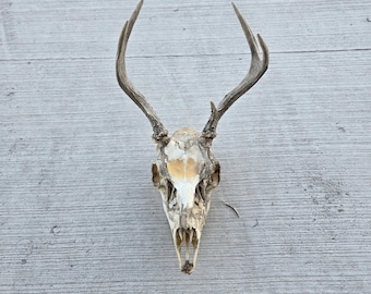 Decent Real 2x2 Mule Deer Skull