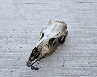 Nature Cleaned Mule Deer Shed Buck Skull