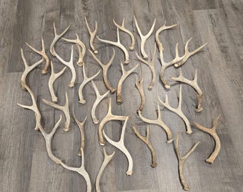 1 SMALL Shed or Cutoff Deer Antler for Crafting, Decor, Dog Chews, etc.