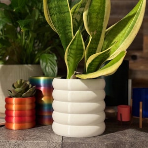 Puede incluir: Una maceta de cerámica blanca con un diseño acanalado, que contiene una planta serpiente verde y amarilla. La maceta está sobre una superficie gris con otras plantas en el fondo.