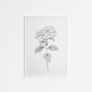 Op de afbeelding: Een zwart-witte lijntekening van een hortensia bloem met bladeren in een wit kader.