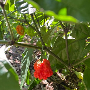 Organic Hot Carolina Reaper seeds