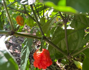 Bio-Samen von Hot Carolina Reaper