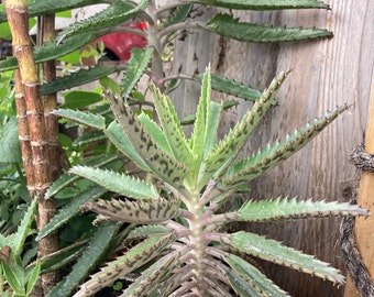 Mother of thousands