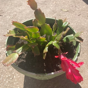 Easter cactus