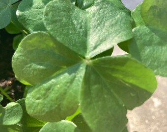 Pink woodSorrel