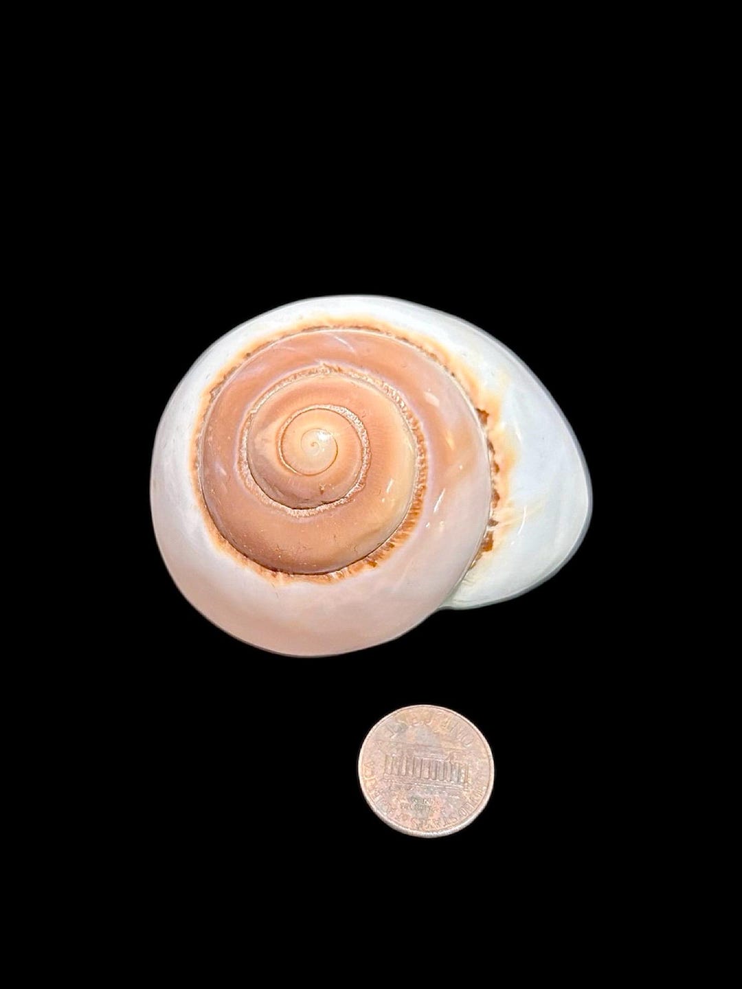 CINNAMON ROLL SEASHELL #1 - Etsy