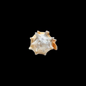 May include: A white and tan seashell with a spiky, star-like shape. The shell has a spiral pattern and is set against a solid black background. The shell's texture appears smooth and natural.