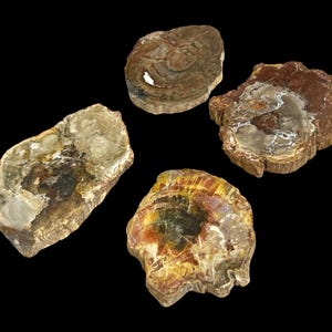 Op de afbeelding: Vier stukken versteend hout tegen een zwarte achtergrond. De stukken hout variëren in vorm en kleur, met tinten bruin, beige, rood en geel. De dwarsdoorsneden tonen ingewikkelde patronen en texturen, die de natuurlijke schoonheid van het versteende hout benadrukken.