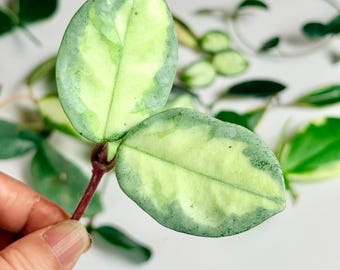 Hoya Carnosa Argentea Princess, Rooted Plant in a Premium