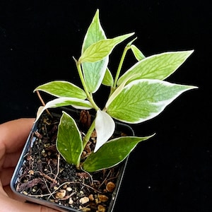 Hoya Polyneura Albomarginata, Fully Rooted，Active Growing