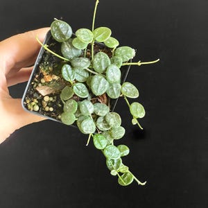 Hoya Serpens Sliver/Splash, Fully Rooted，Active Growing