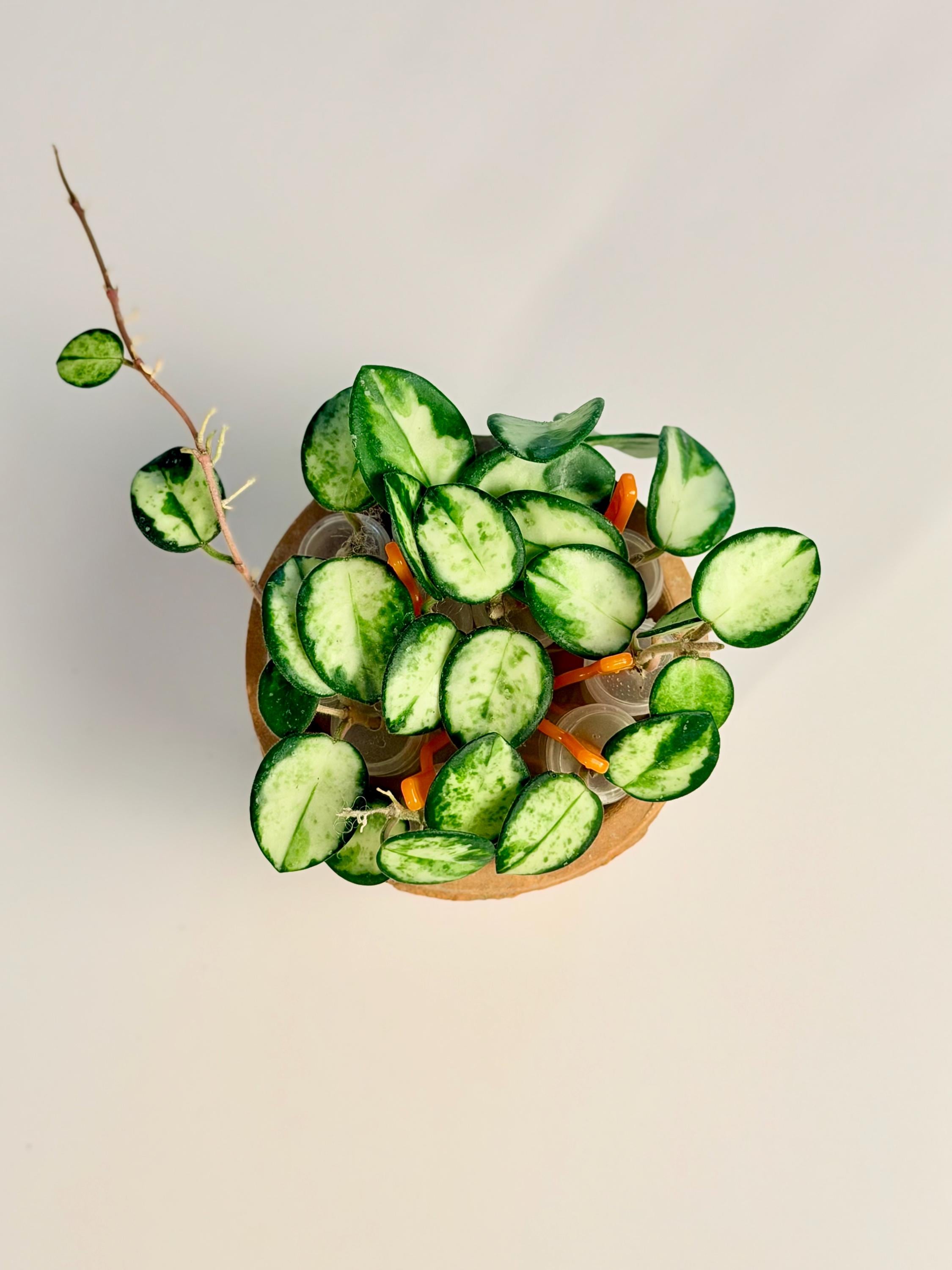 Hoya Madara Snow Angel - Etsy