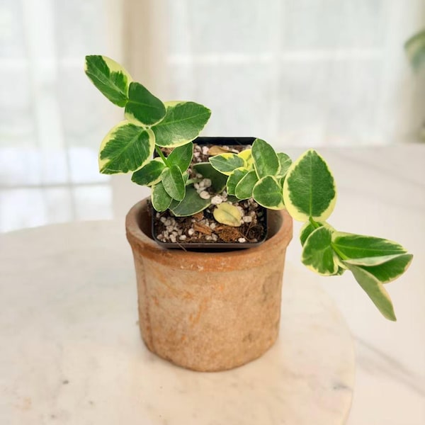 Hoya Cumingiana Albo, Exact Plant 095, Live Arrival Guarantee