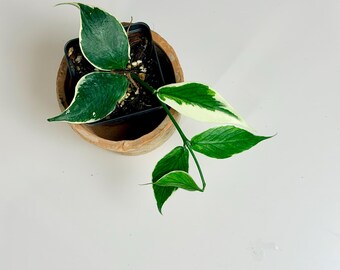 hoya nabawaensis variegated カット苗 hoya nabawaensis variegated カット苗 Hoya Nabawanensis Variegated