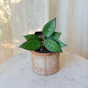 May include: A small potted plant with vibrant green leaves, showcasing a textured surface and water droplets. The plant is in a rustic, terracotta-colored pot, placed on a white marble surface. The background features a soft, off-white curtain.