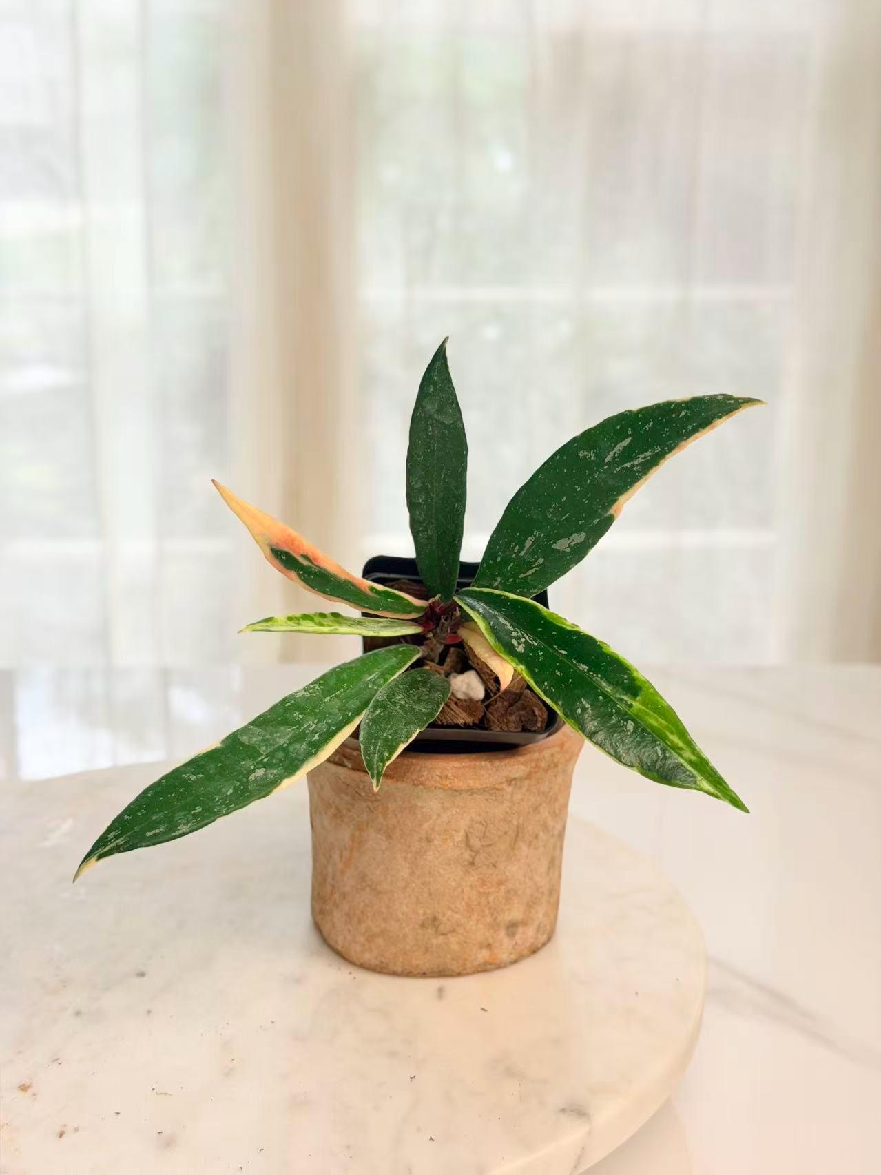 Hoya Pubicalyx Albo - Etsy