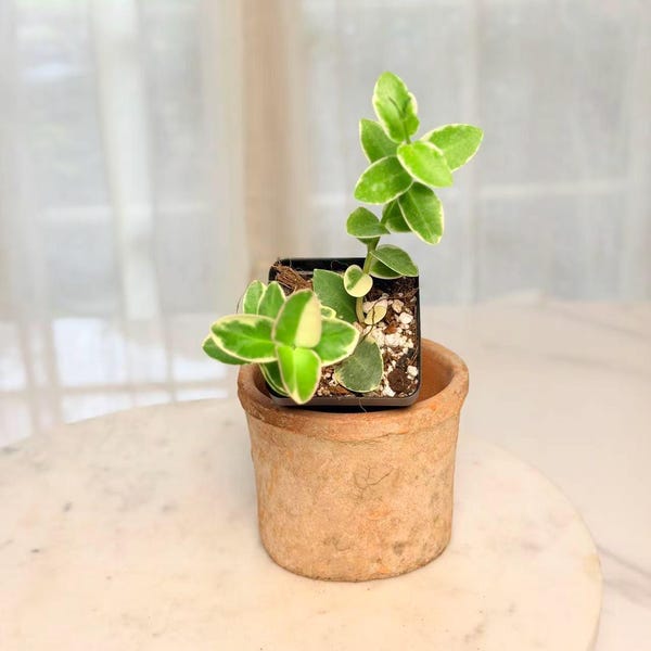 Hoya Cumingiana Albo, Exact Plant 053, Live Arrival Guarantee