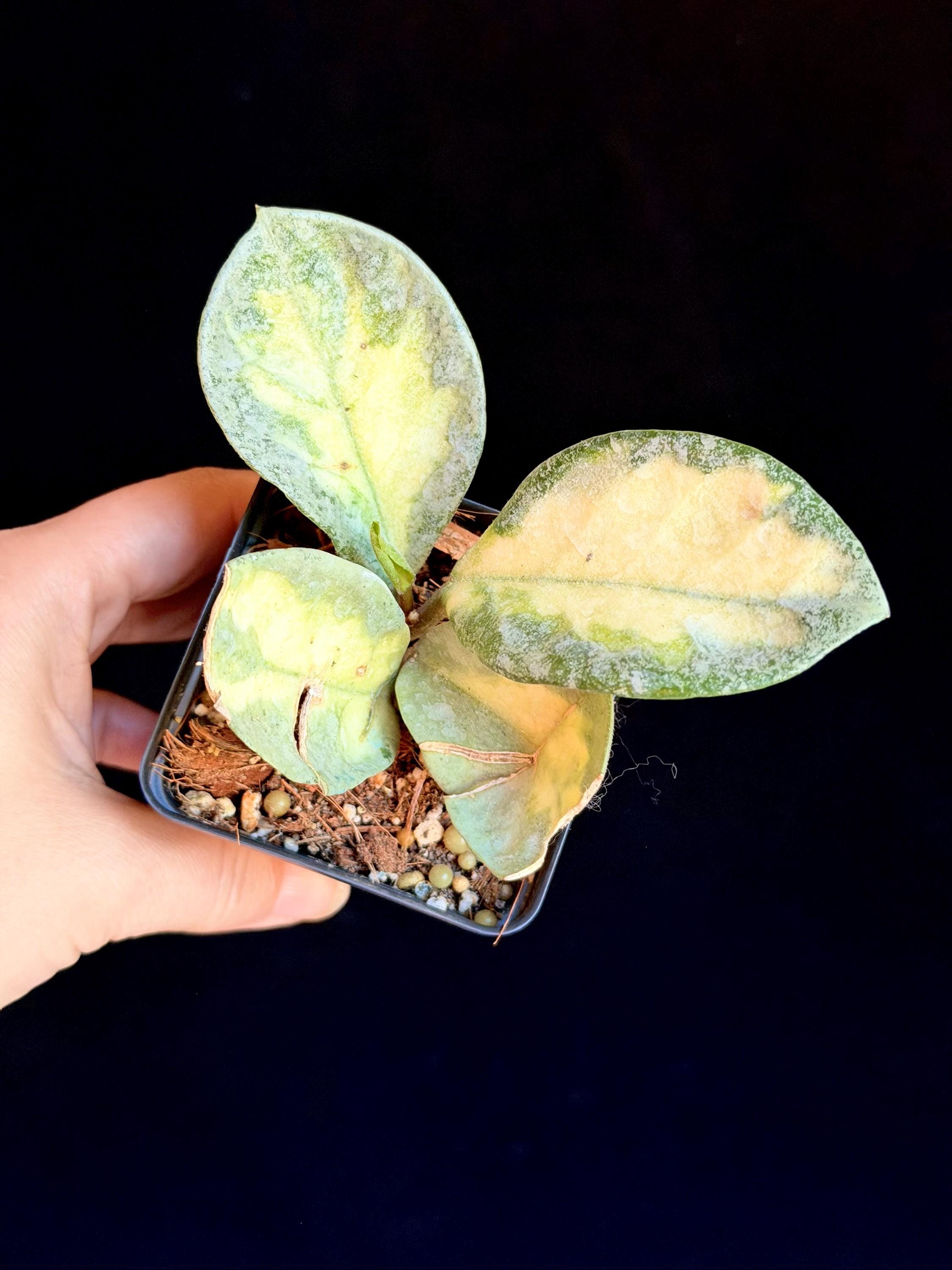 Hoya carnosa ‘Argentea Princess’ Hoya Carnosa Argentea Princess, Rooted Plant in a Premium