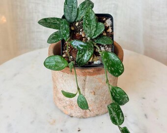 Hoya Lyi Noid - Etsy