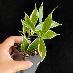 Hoya Polyneura Albomarginata, Fully Rooted，Active Growing