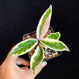 Hoya Carnosa Suzie Q
