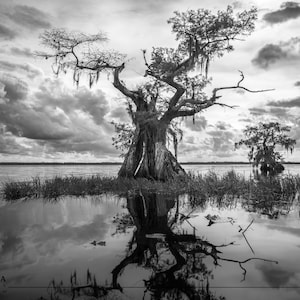 Black and White Cypress Tree Photo Print: Southern Landscape Wall Art