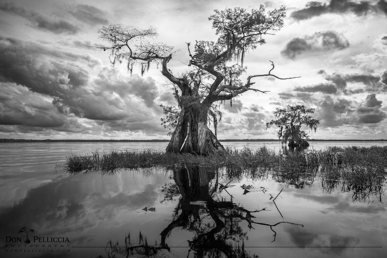 Black and White / Natureinspired Wall Art/ Cypress Tree / Photo Print