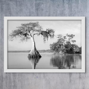 Cypress Tree Photo Print: Black and White Southern Landscape