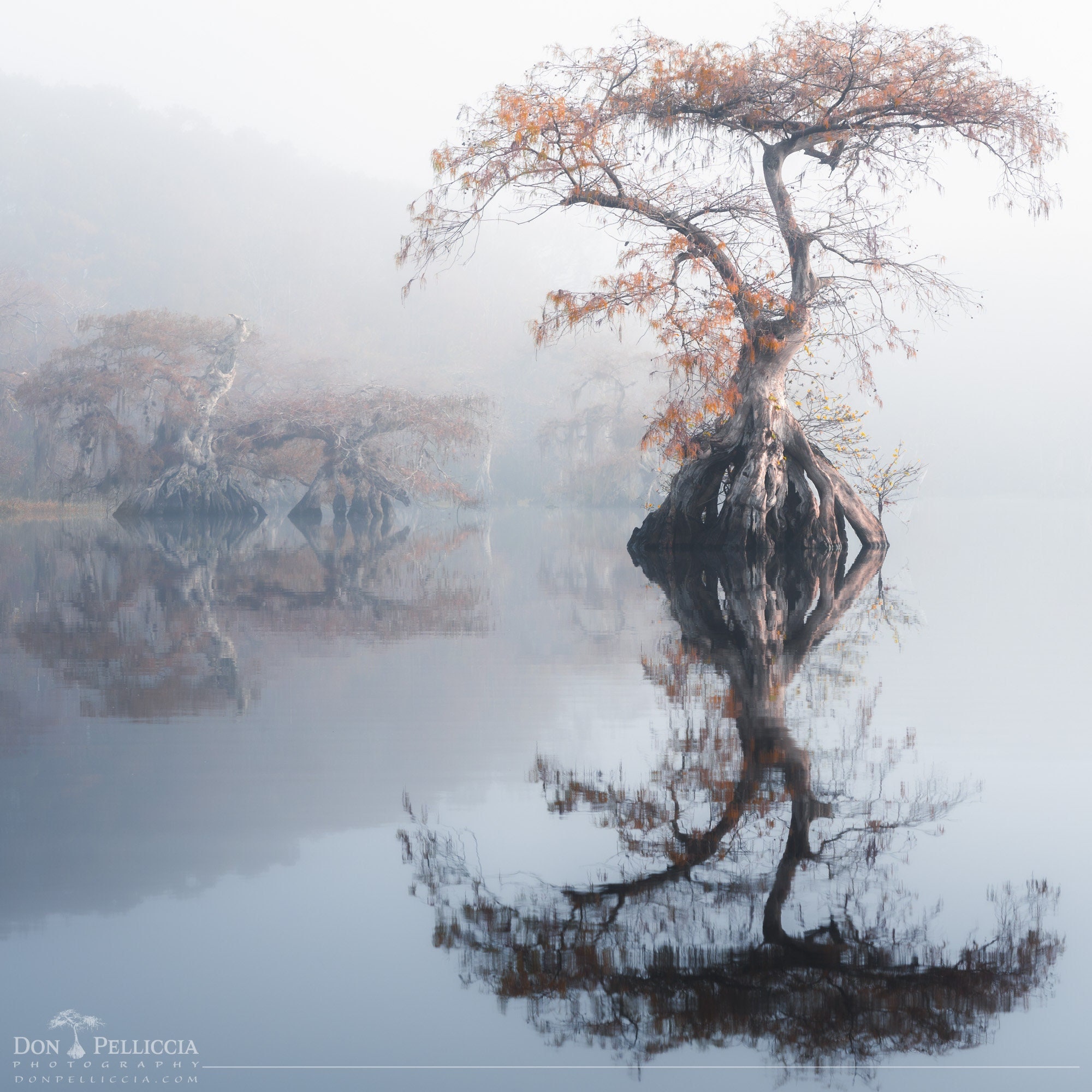Gallery image with a fresh perspective