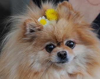 Pet Hair Bow Tie Floral Set: Small Girl Dog & Cat Flower Accessories