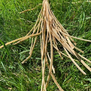 May include: A bundle of natural, light brown leather strips, tied together at the top, lying on a bed of green grass.