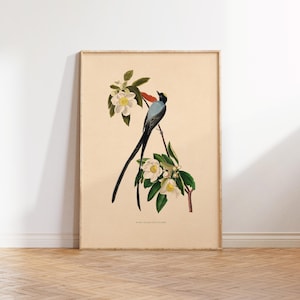 Gabelschwanzschnäpper Illustration Poster, Antiker Vogel Kunstdruck, Vintage Gabelschwanzschnäpper Kunst Digital Download Poster Kunstdruck