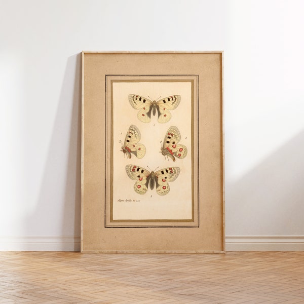 Vintage Framed Butterflies Illustration Poster, Antique Framed Butterflies Art Print, Framed Butterflies Digital Download Art Alpen Apollo