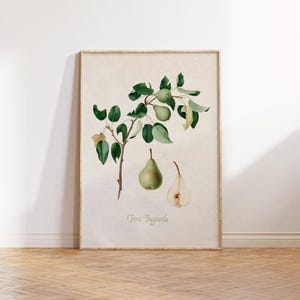 May include: A vintage botanical illustration of a pear tree branch with three pears. The pears are green and one is cut in half to show the inside. The text "Pera Bugiarda" is printed below the pears.