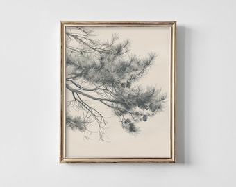 May include: A black and white illustration of a pine tree branch with pine cones. The illustration is framed in a gold frame and set against a cream background.