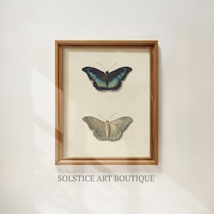Antique Butterfly Drawing | Beautiful Vintage Butterfly Illustration | Insect Entomology Drawing | Great Birthdayful Gift | Solstice Art