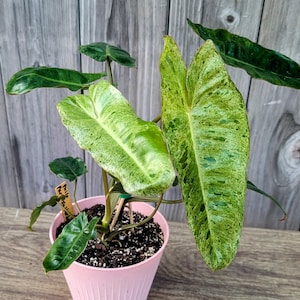 Philodendron Paraiso Verde in a 6&quot; Pot